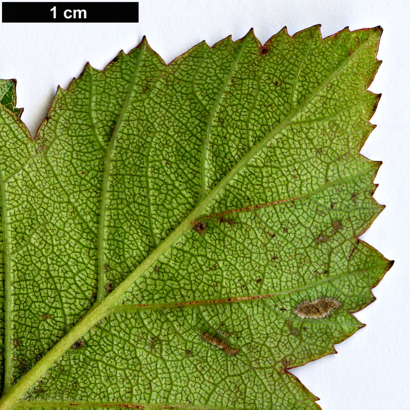 High resolution image: Family: Rosaceae - Genus: Crataegus - Taxon: greggiana - SpeciesSub: var. pepo